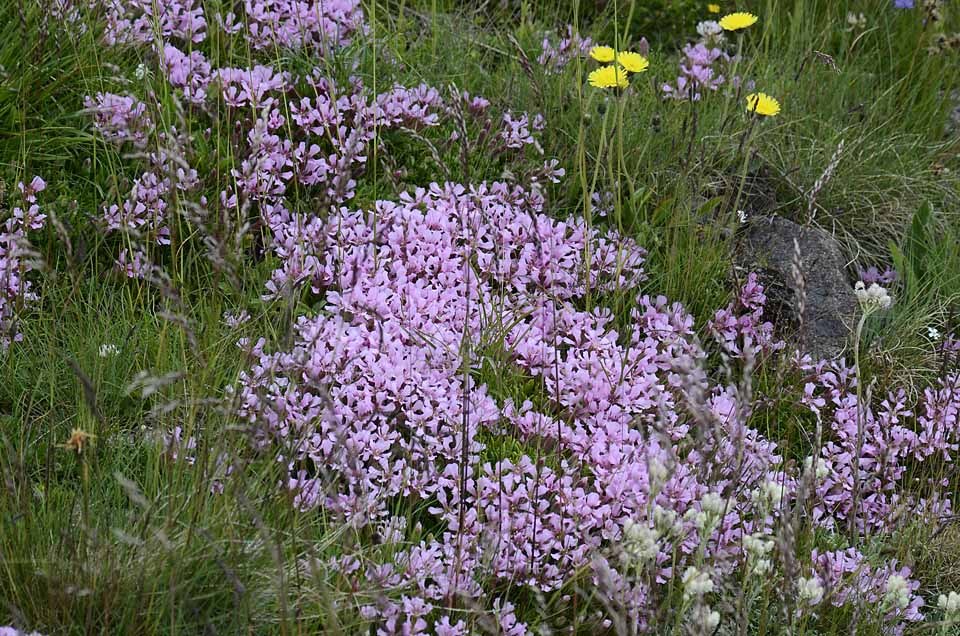 Saponaria pumila / Saponaria minore